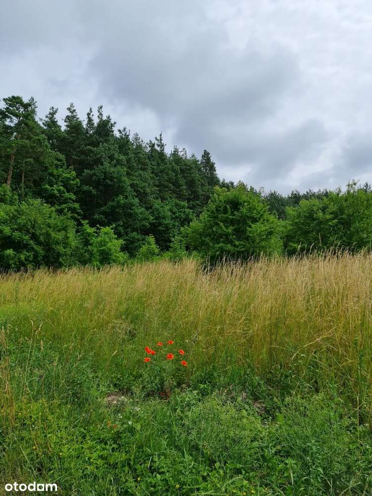 Działka budowlana | Oleszno | 1,04ha - Pełny obrazek: 5/12