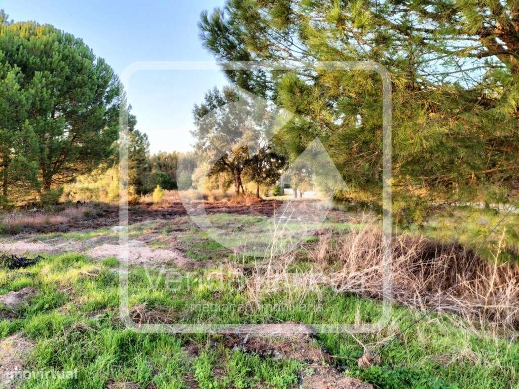 Terreno com 110.000 m2 junto à Nacional 10 - Com Armazém, Furo Lice...-12