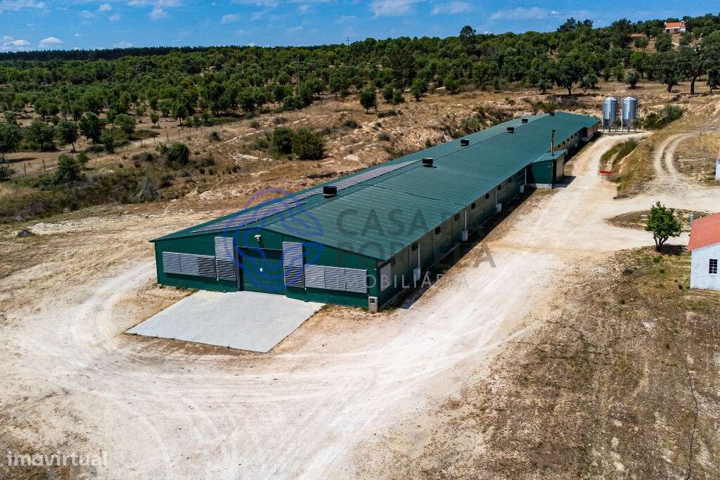 Quinta T3 com 17 ha e aviário com alta rentabilidade em Abrantes - Grande imagem: 2/54