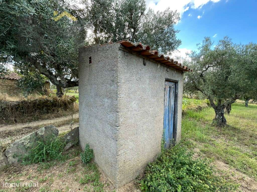 Terreno com árvores de fruto e oliveiras em Juncal do Campo! - Grande imagem: 4/15