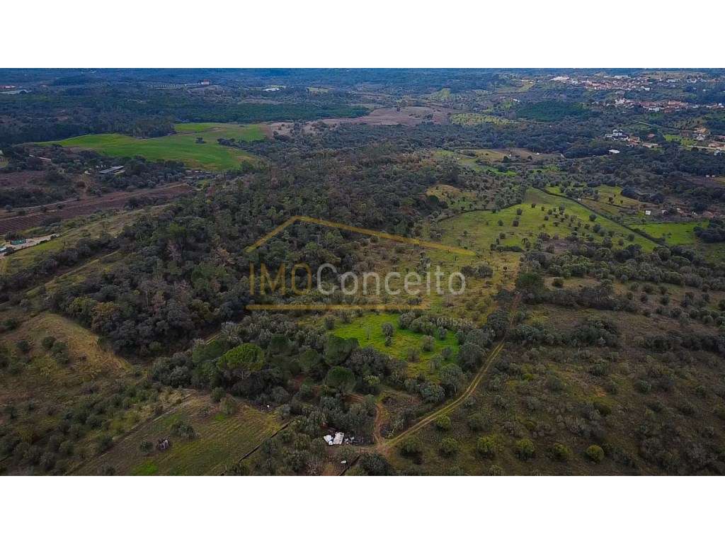Terreno rústico 1000m2 - Moreiras Grandes (Torres Novas)-14