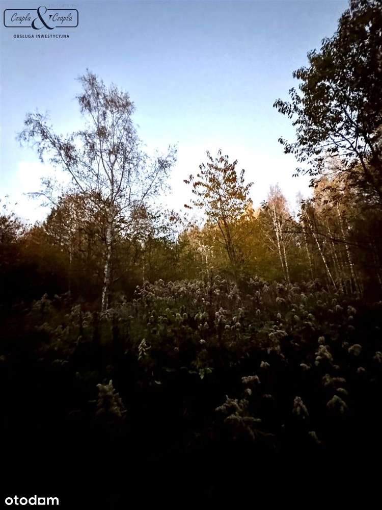 Kompleks działek rolno leśnych w Rudnie - Pełny obrazek: 4/5