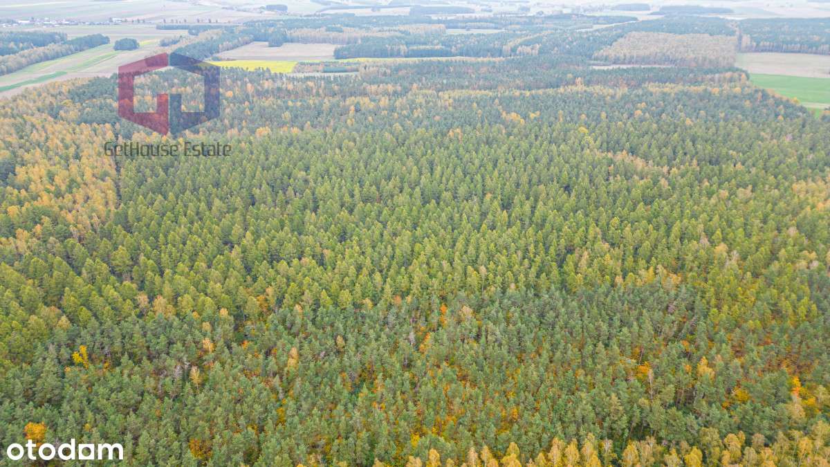 Las mieszany 35letni 3,28ha - Pełny obrazek: 5/8