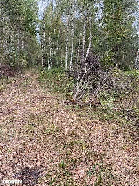 Urokliwa działka Bezpośrednio z warunkami zabudowy - Pełny obrazek: 5/7