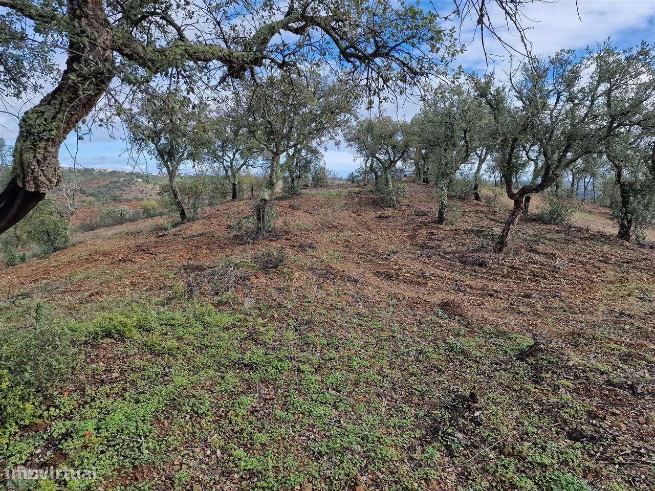 Terreno  Venda em Santa Cruz,Almodôvar - Grande imagem: 4/9