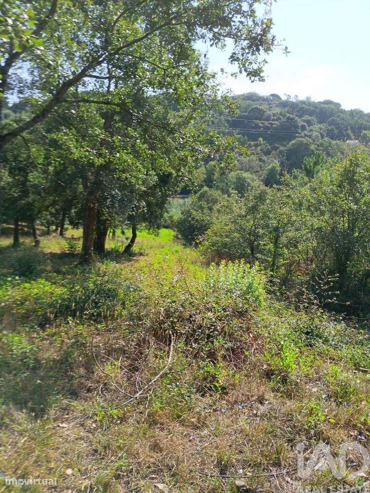 Terreno em Alcobaça e Vestiaria de 12200,00 m2 - Grande imagem: 5/10