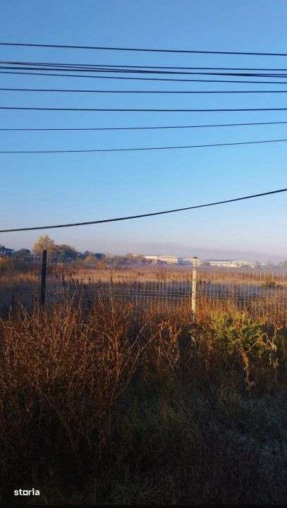 Se inchiriaza teren 5.000 mp in zona Magurele Sector 5 pentru 5.000 EU - Imagine principală: 5/10