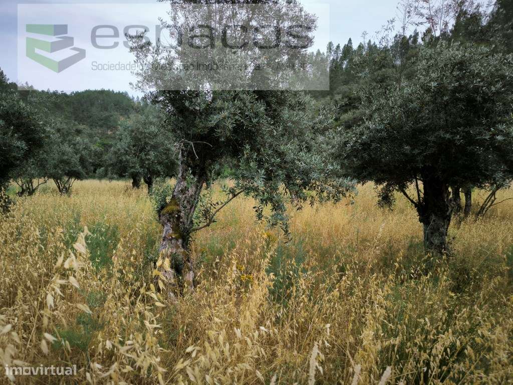 Terreno a confinar com ribeira - Grande imagem: 5/13