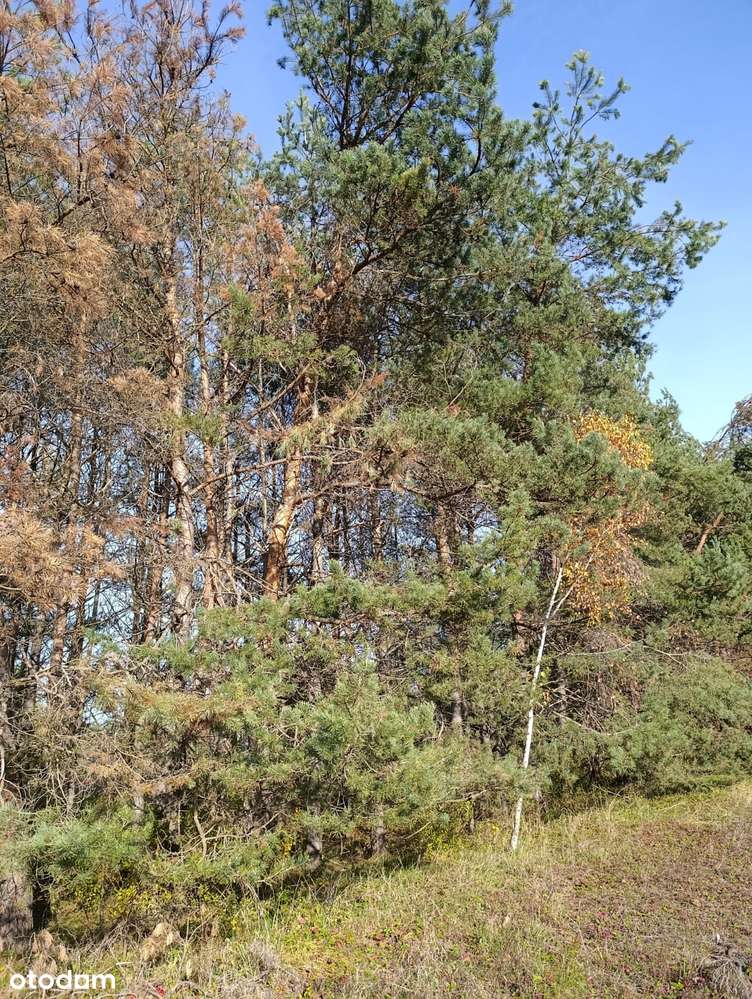 Sprzedam działkę budowlaną w Nowinach (woj. Świętokrzyskie) - Pełny obrazek: 2/8