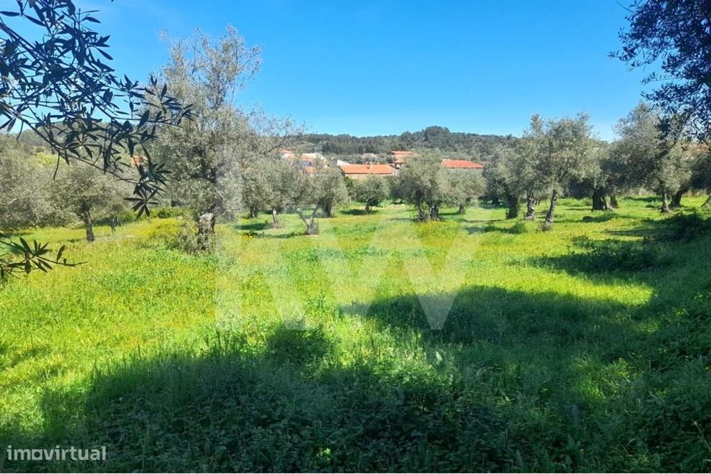 Terreno Rústico em Presa, freguesia de Aranhas, Penamacor, com 4800m2.