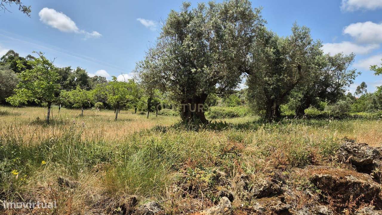 Terreno com 2.163 m² – Vista Deslumbrante para a Serra de Sicó - Grande imagem: 4/6