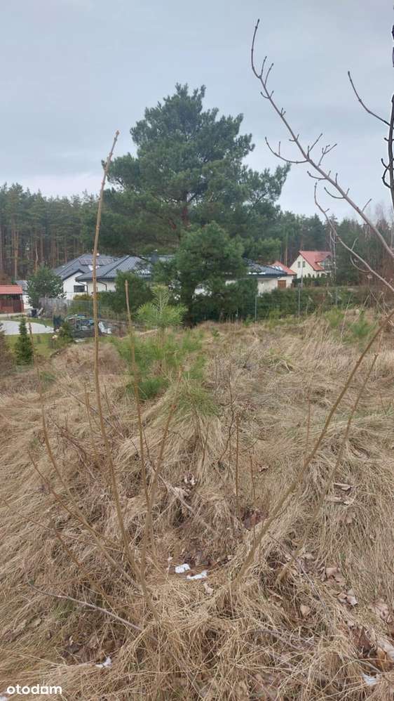 Gowino Zaciszne Zalesie w otulinie Trójmiejskiego Parku Krajobrazowego-4