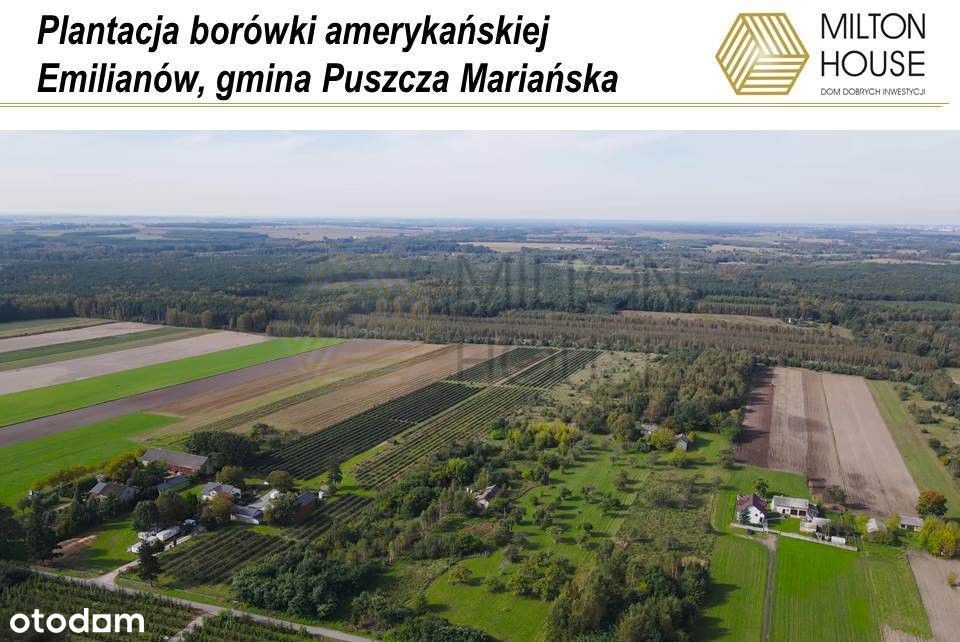 Dom, gospodarstwo rolne, plantacja borówki