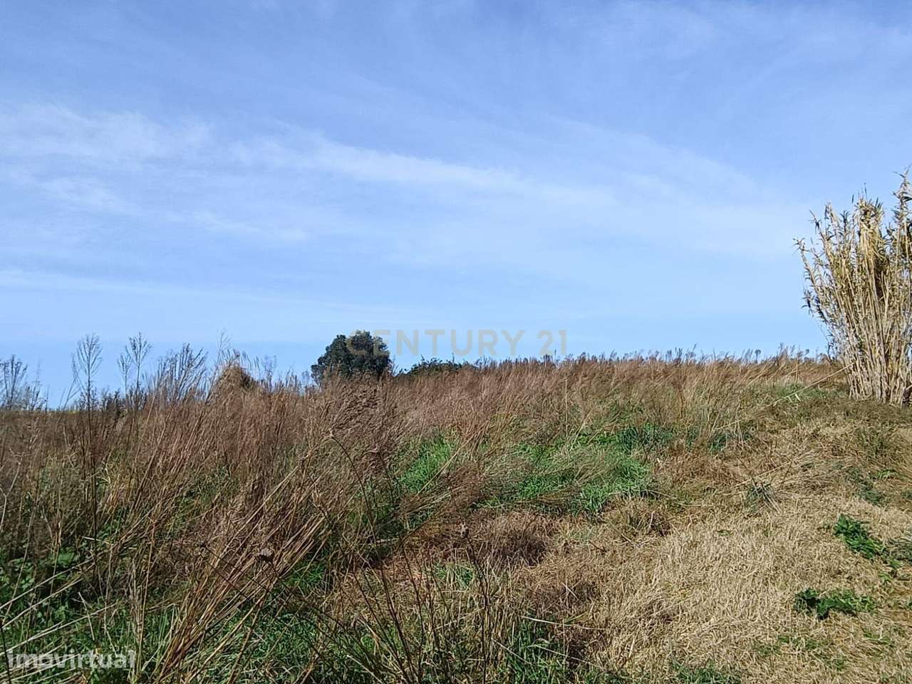 Terreno Agrícola à Venda em Mamarrosa - 9160m² - Grande imagem: 4/6