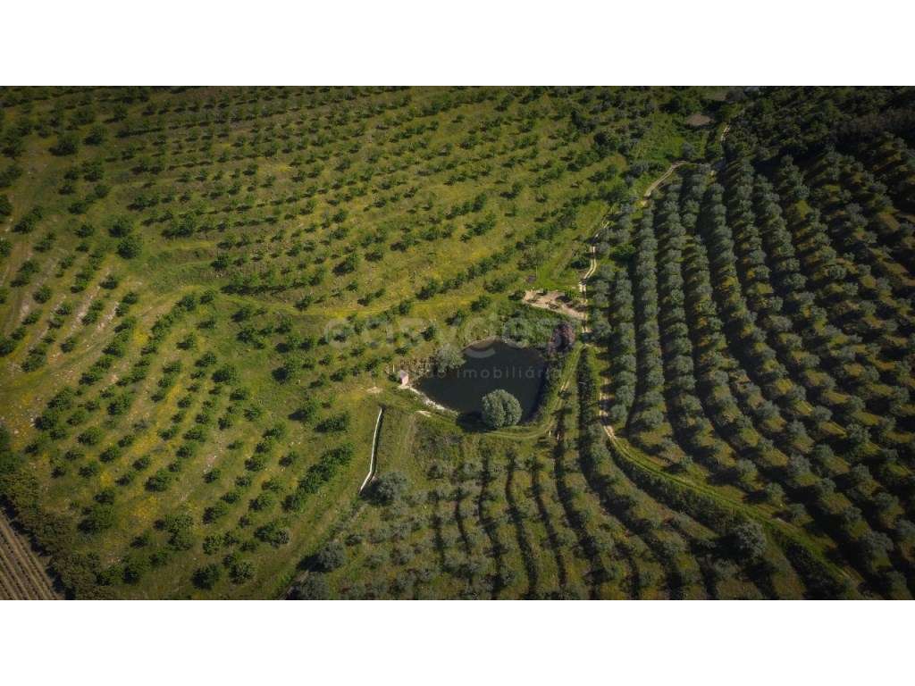 Magnifico terreno agricola com olival e amendoal na região do Douro... - Grande imagem: 2/12