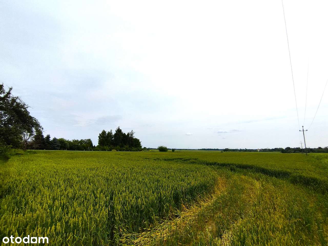 Ładna DZIAŁKA RM (w trakcie zmiany na MN) 2 km Chojnów*JERZMANOWICE - Pełny obrazek: 4/8