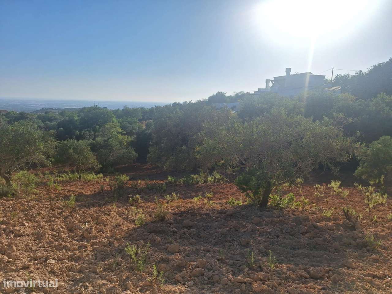 Terreno Rústico a 10km de Estoi-10