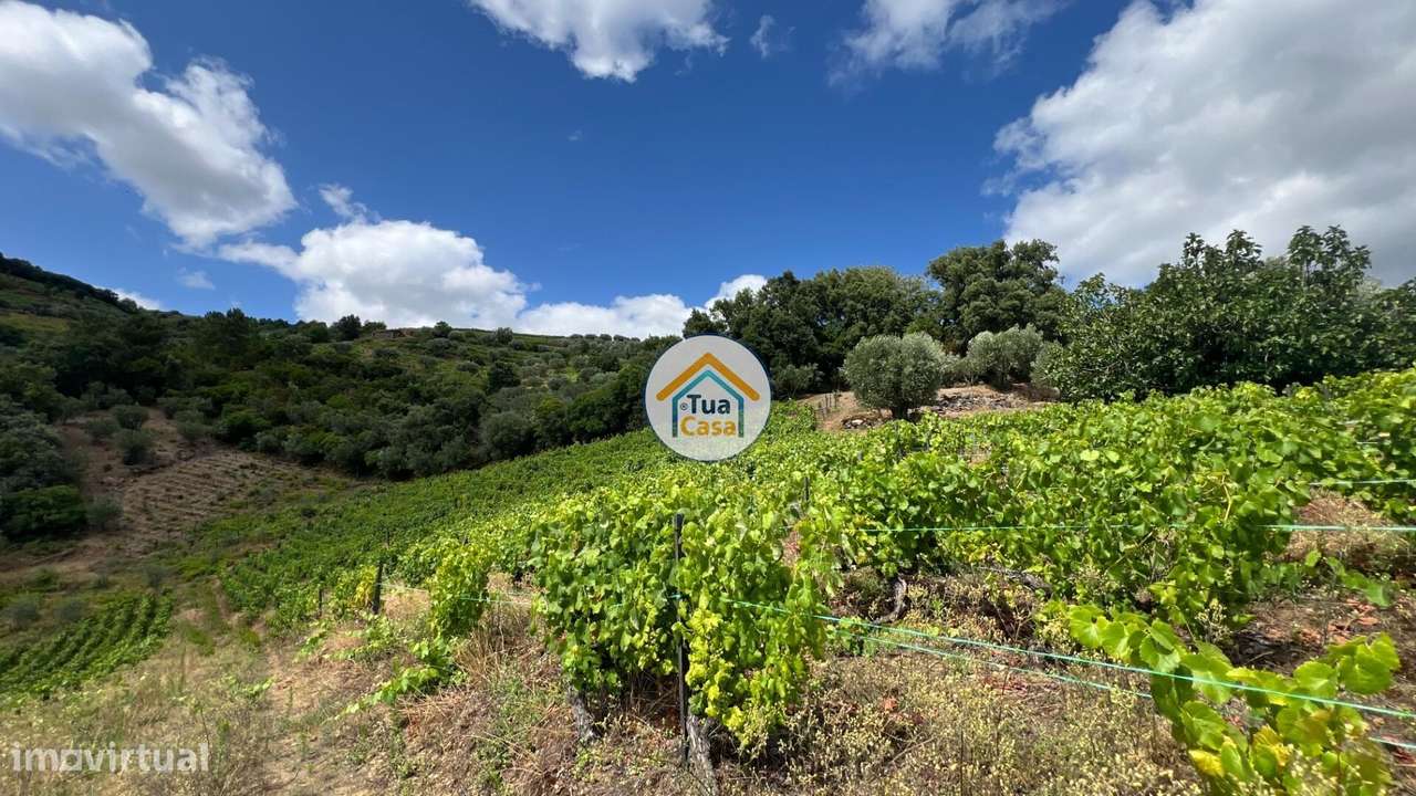 Terreno Rústico com 9300m2 Cultivo de Vinha em Fornos de Andrães, Vila - Grande imagem: 4/16