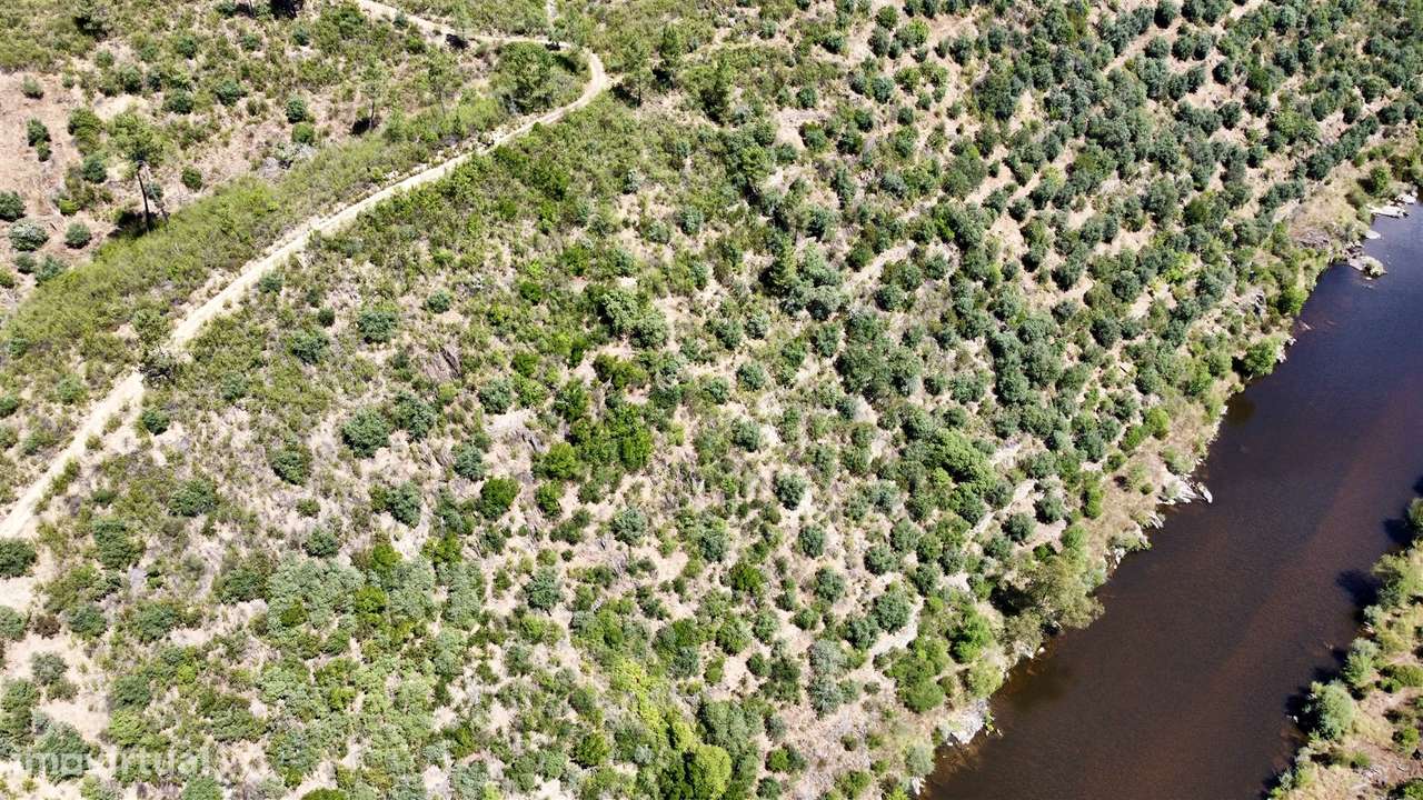 Terreno Rústico  Venda em Sarzedas,Castelo Branco - Grande imagem: 3/8