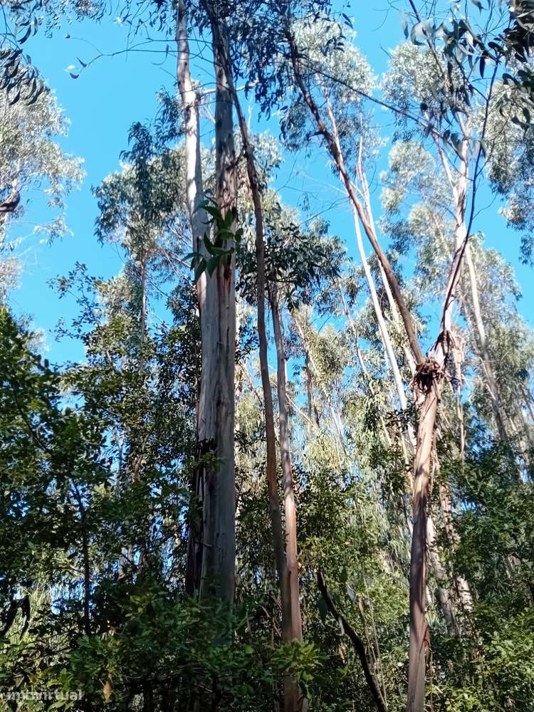 Terreno florestal com eucaliptos e pinheiros, com bons acessos-6