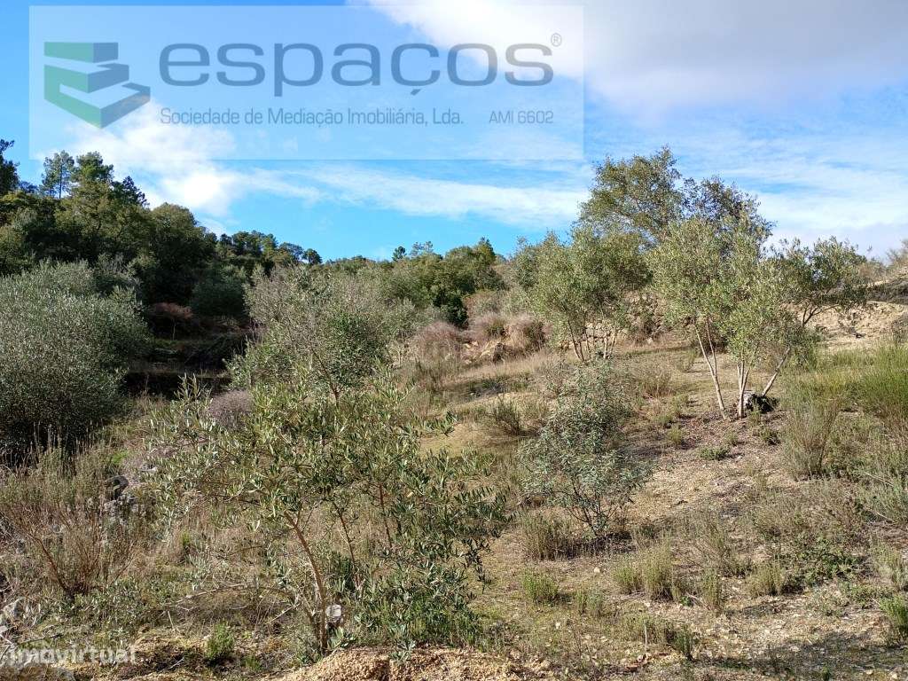 Terreno Rústico a 15 minutos de Castelo Branco-12