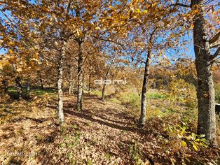 Terreno agrícola situado às portas de Pouves. - Grande imagem: 5/11