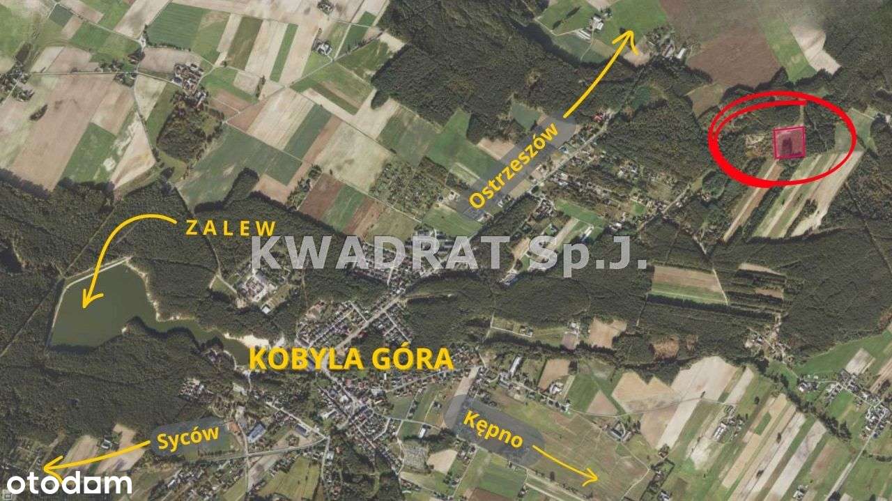 Piękna, duża działka z lasem – Kobyla Góra!!!-3