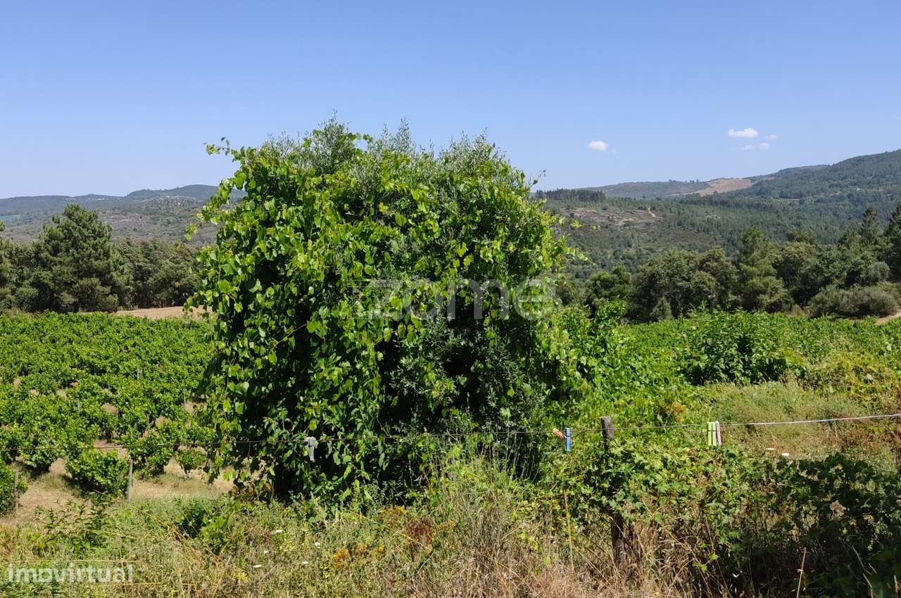 Lote Urbanizável no Vale do Dão – Oportunidade em Penalva do Castel... - Grande imagem: 3/20