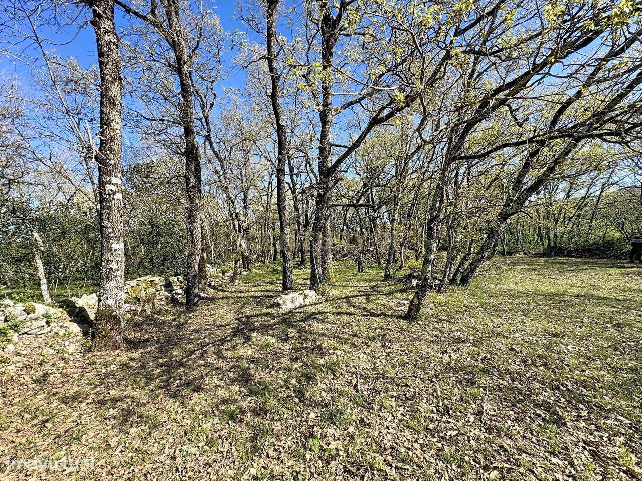 O lugar ideal para construir em plena natureza – Alcobaça - Grande imagem: 4/27