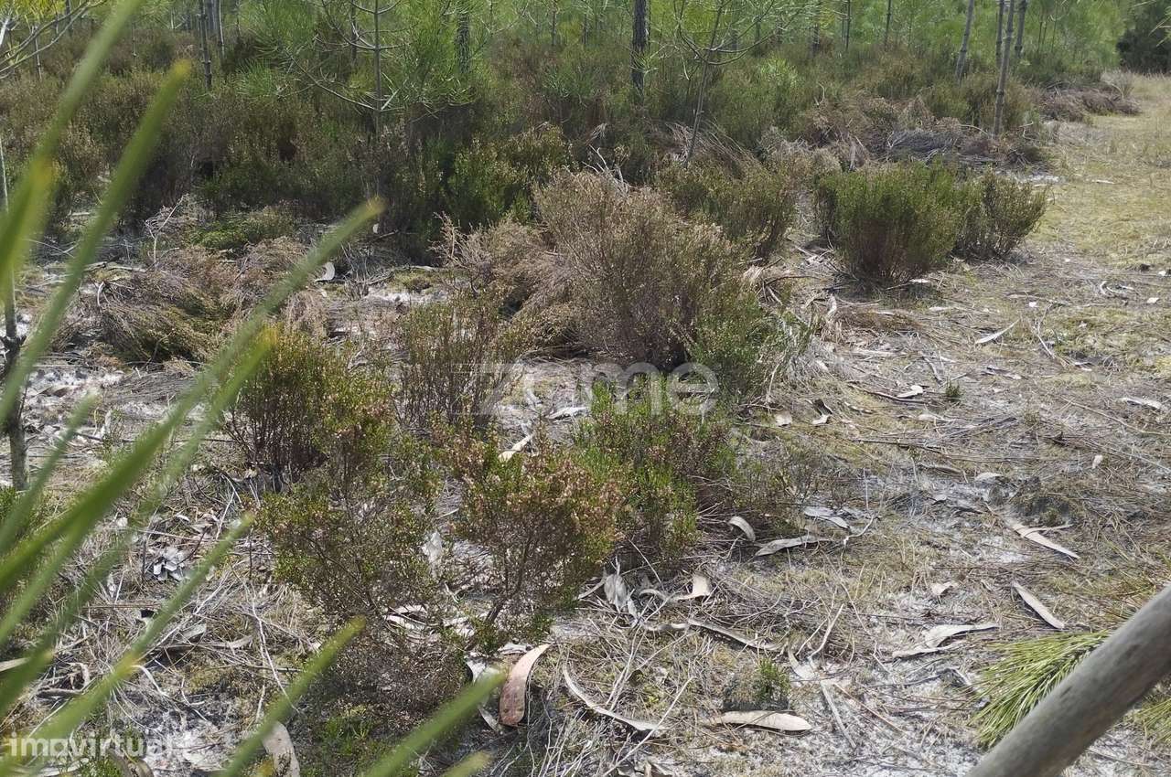 Terreno Rústico Carvide - Grande imagem: 5/20