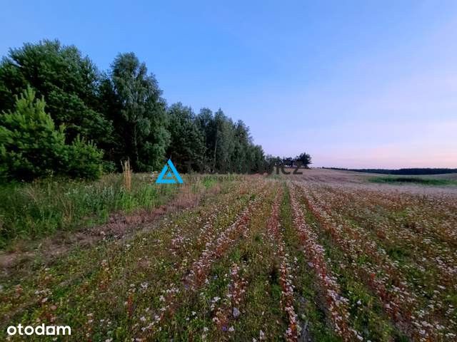 Działka z potencjałem nad brzegiem jeziora Cheb