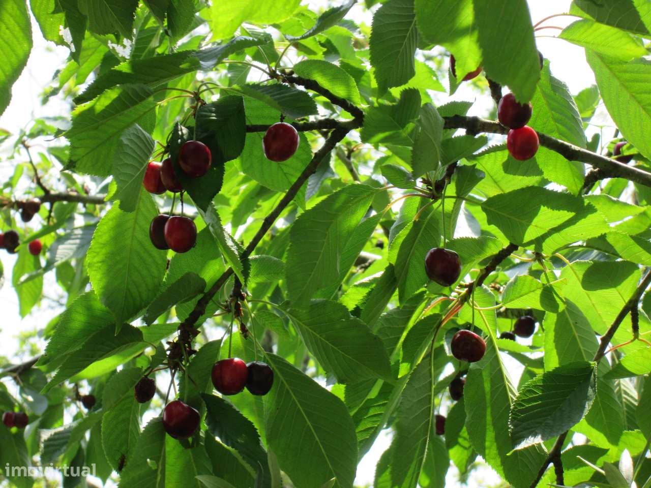 Quintinha no Minho Ponte de Lima * 10.000 m2 * a 90 Km do Porto-48