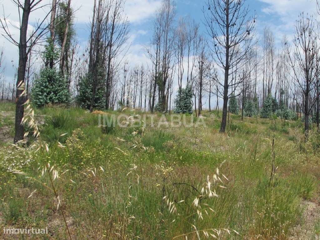 Quinta de Mirtilos com mais de 3 Hectares, localizada perto de Tondela-10