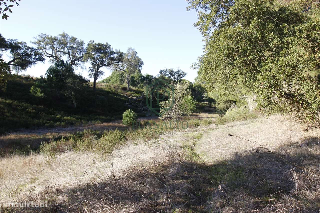 Terreno Rústico  Venda em Mora,Mora-5
