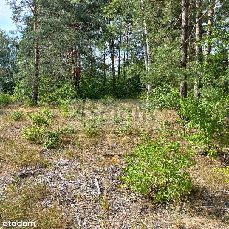 Działka leśna pod zabudowę rezydencyjną - Pełny obrazek: 5/8