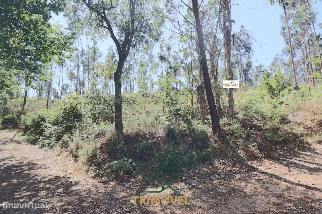 Terreno Rústico  Venda em Milheirós de Poiares,Santa Maria da Feira - Grande imagem: 4/9