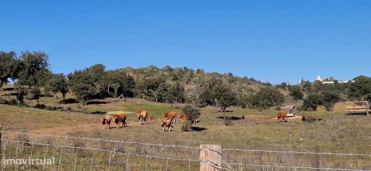 Herdade de 62 Hectares no Coração do Alentejo – Évora  - Agricultura --19