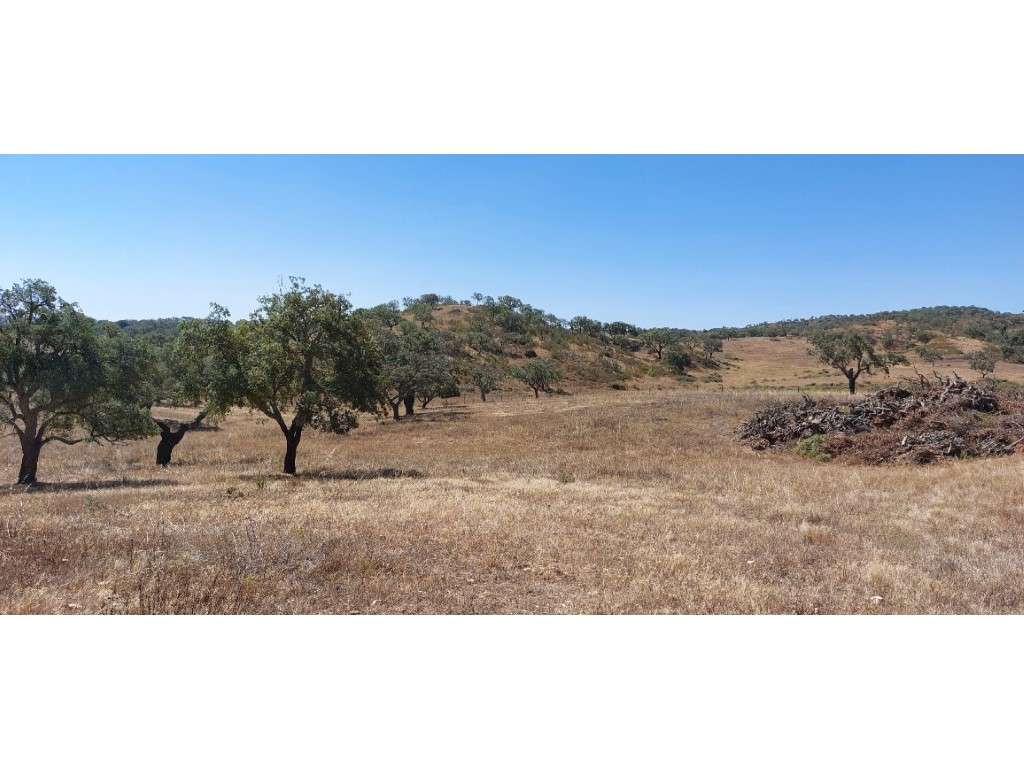 HERDADE 92 ha l Colos-46