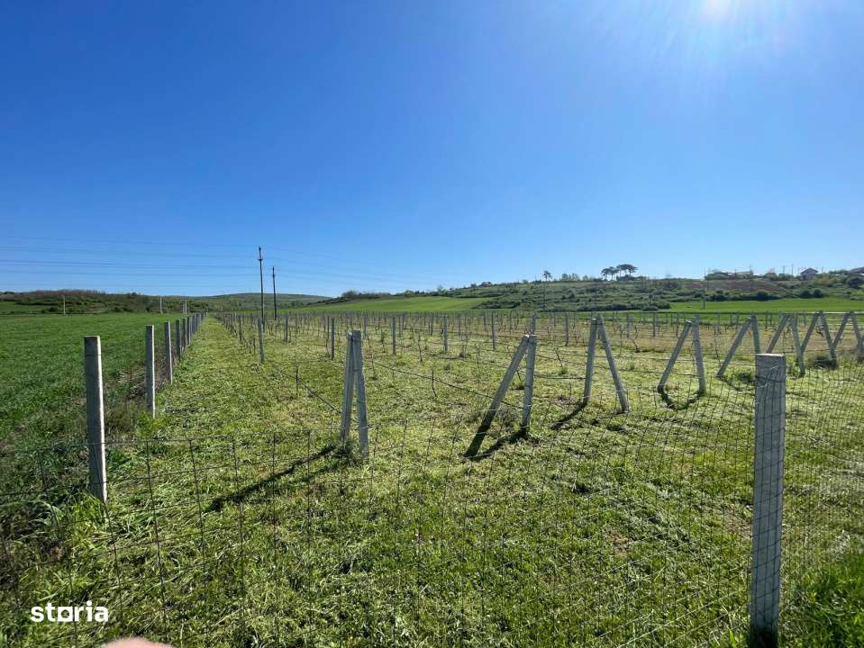 Teren intravilan agricol 6215mp cu utilitati in Racari, jud. Dolj - Imagine principală: 3/4