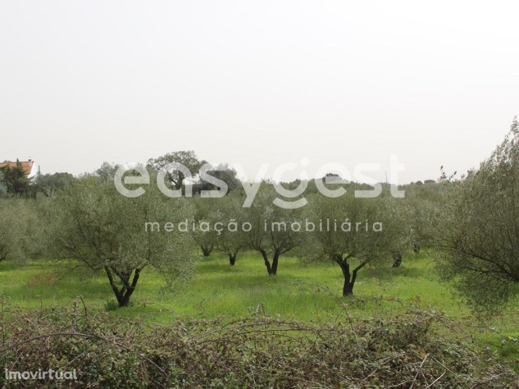 Terreno com 2,67 hectares e com 600 oliveiras a 5 min. de...