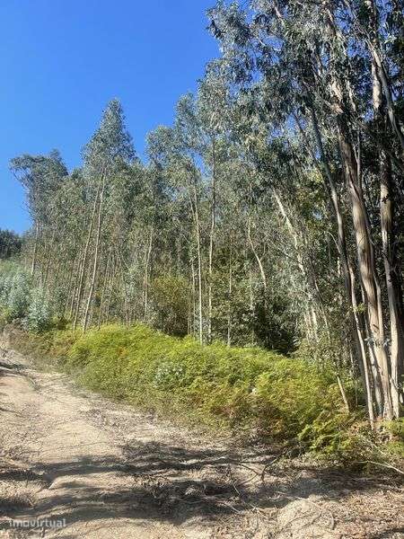 Terreno eucalipal vale de s.cosme - Grande imagem: 4/8