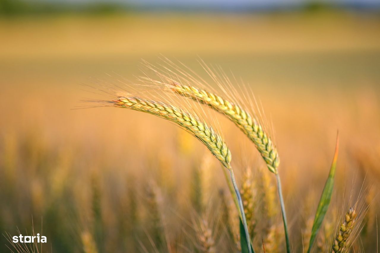 Vand teren agricol 30 ha Giulvaz jud Timis