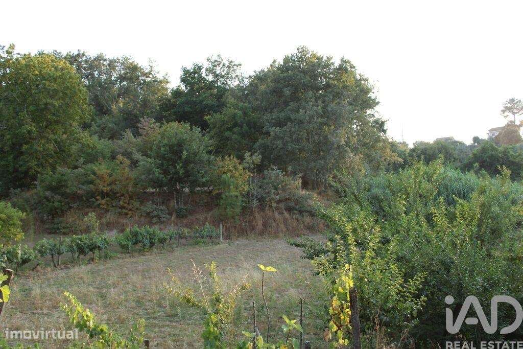 Terreno em Nogueira do Cravo - Grande imagem: 2/11