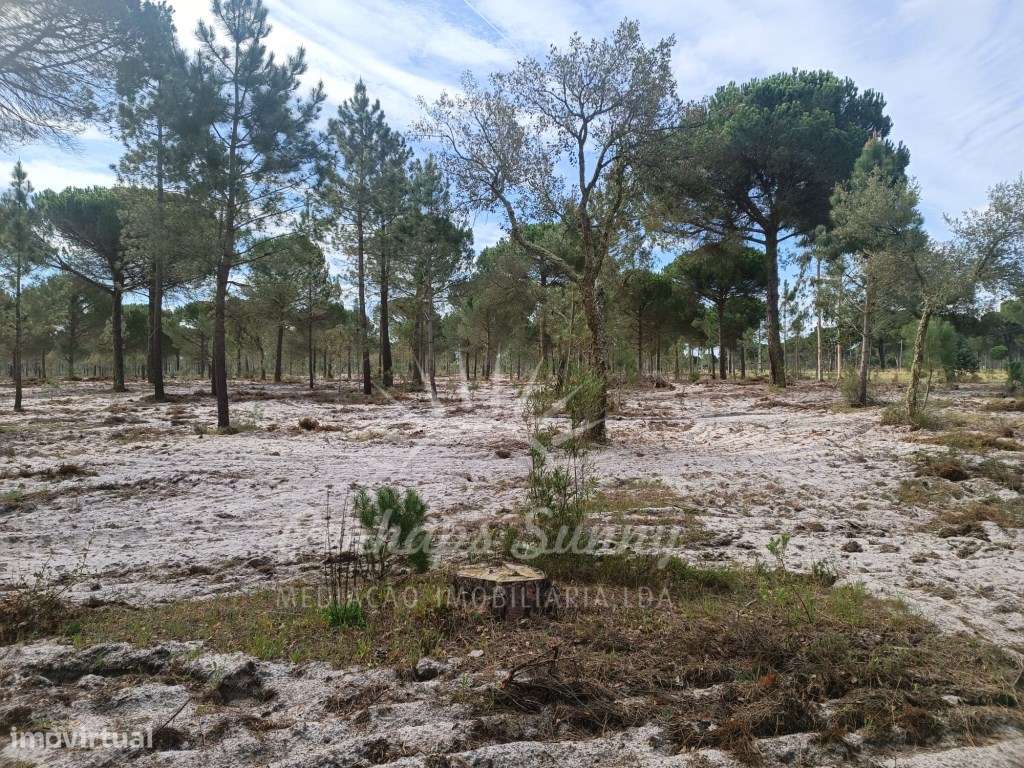 Herdade Bicas - Comporta-21