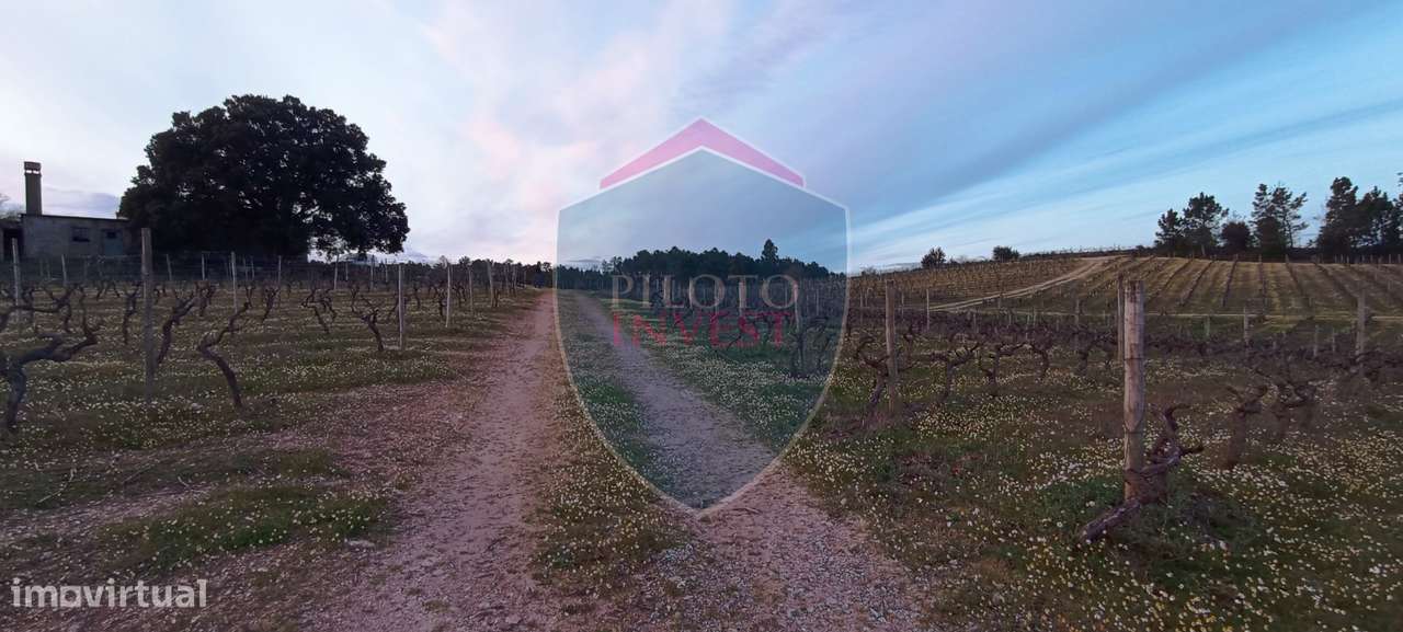 Quinta  Venda em Sezures,Penalva do Castelo-9