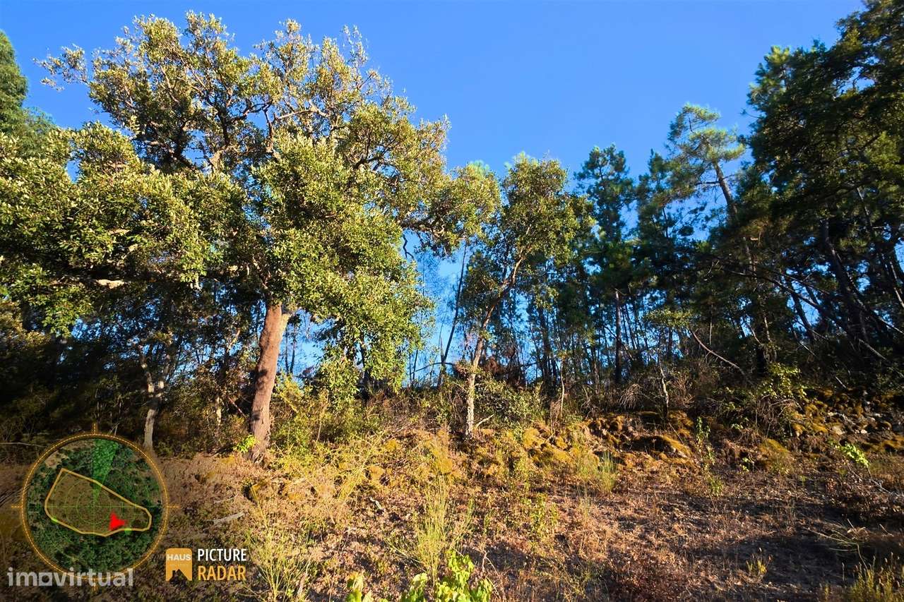 Terreno com Vinha e Poço em Granito | Salgueiro do Campo-18
