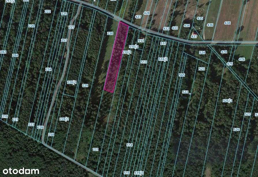 Działka rolno-leśna, GRABY, gmina Gidle, duża OKAZJA - Pełny obrazek: 4/6