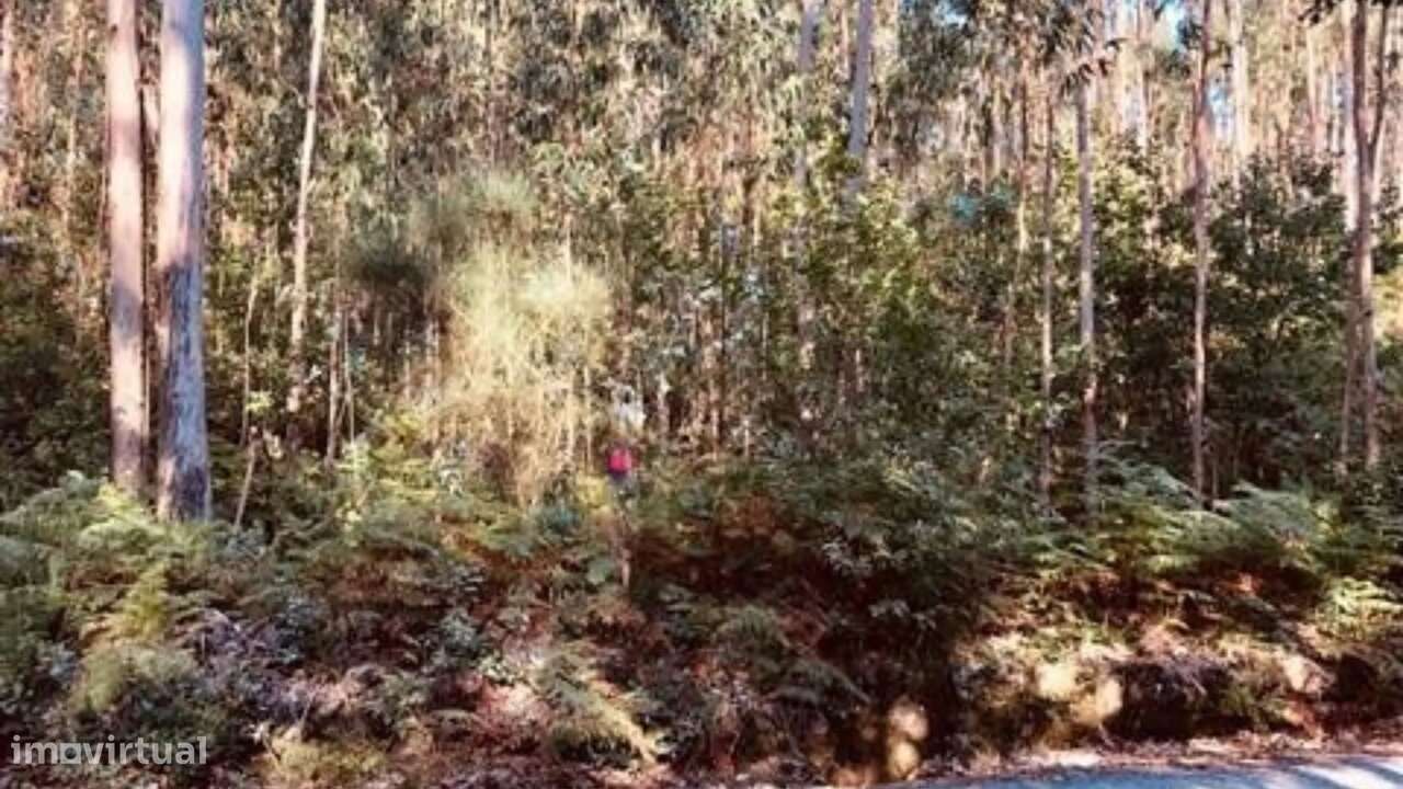 Terreno Florestal em Romariz, Santa Maria da Feira - Grande imagem: 4/4
