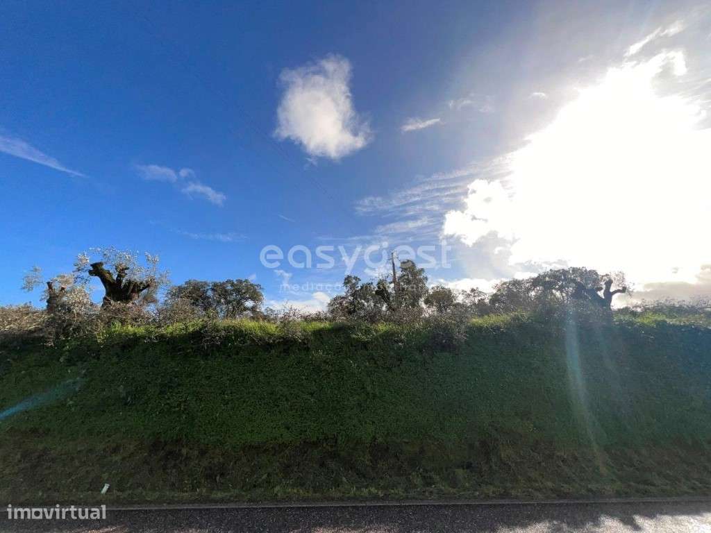 Terreno Rústico com 2930m2 localizado em Alviobeira Tomar - Grande imagem: 4/19