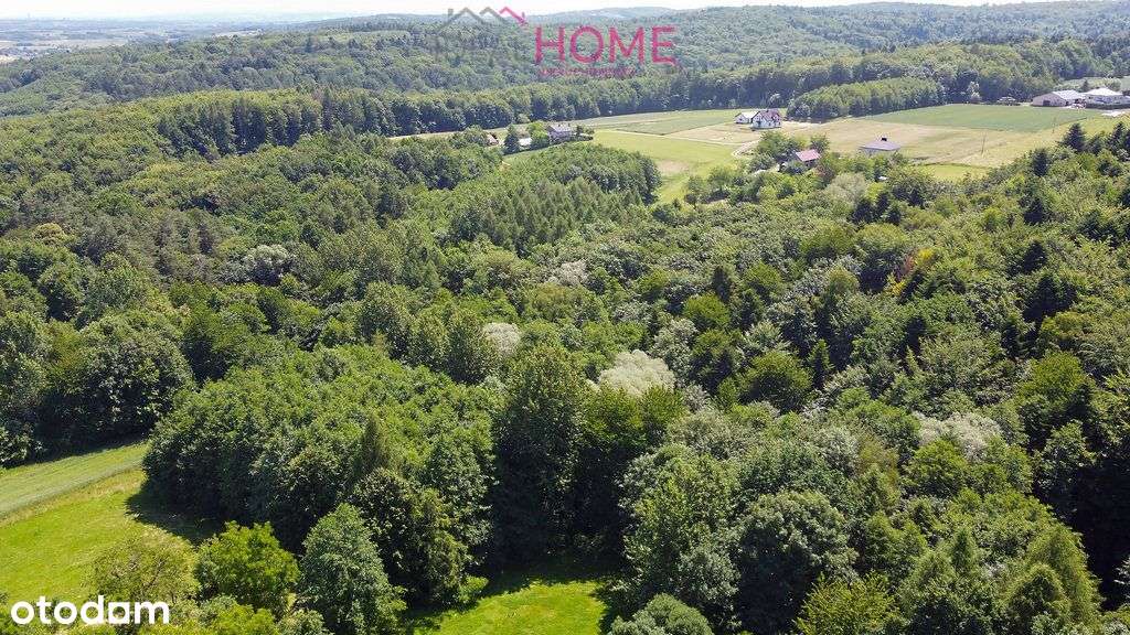 Działka Zalesiona- 56,46A - Pełny obrazek: 5/5